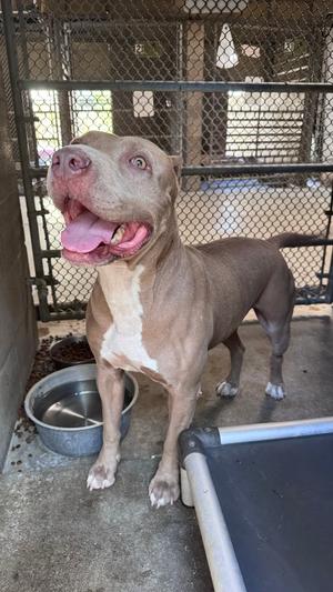 Lola, Pit Bull Terrier, adult, available for adoption