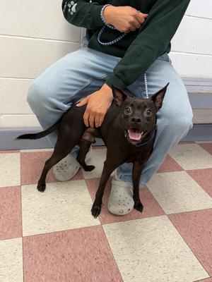 Adrian, Chihuahua / Mixed Breed, young, available for adoption