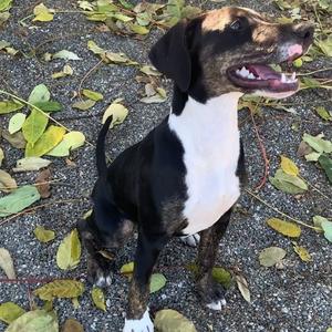 Phoebe, Doberman Pinscher / Pit Bull Terrier, adult, available for adoption