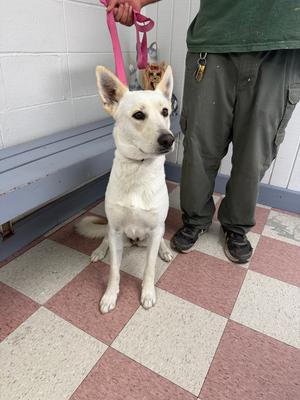 Kona, Carolina Dog / German Shepherd Dog, adult, available for adoption