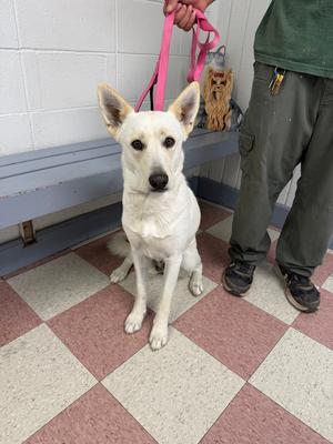 Kona, Carolina Dog / German Shepherd Dog, adult, available for adoption