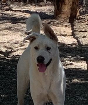 Anthony, Akita / Mixed Breed, young, available for adoption