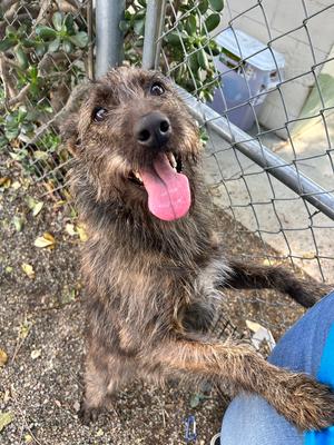 Cinnamon, Terriers (Medium) / Mixed Breed, young, available for adoption
