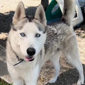 Rodney, Husky, adult, available for adoption