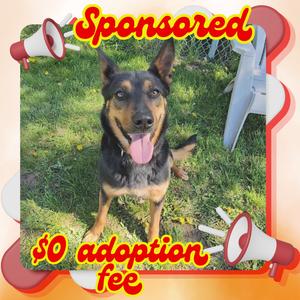 Lola, Shepherd, adult, available for adoption