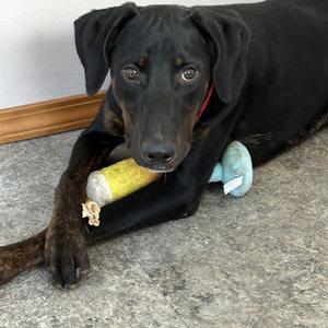 Benji, Pinscher, Doberman, adult, available for adoption