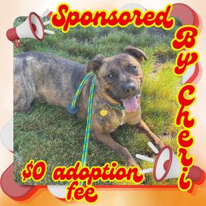Tamarack, Mixed Breed (Medium), adult, available for adoption