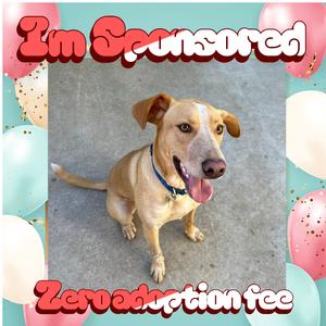 Stitch, Mixed Breed (Large), adult, available for adoption