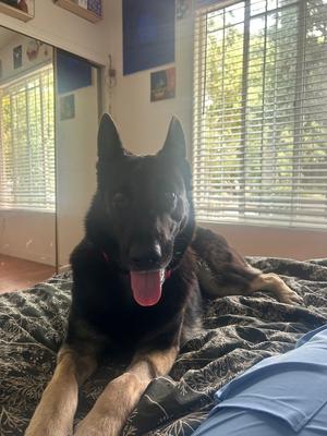 Xena, German Shepherd Dog, available for adoption