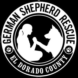 Fosters Needed, German Shepherd Dog, available for adoption