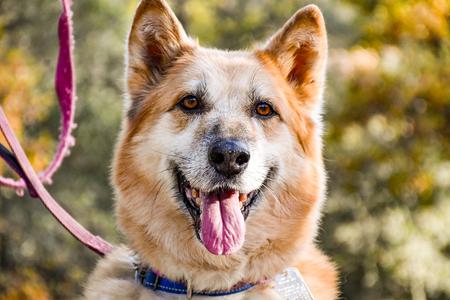 Ellie, German Shepherd Dog / Eskimo Dog, adult, available for adoption
