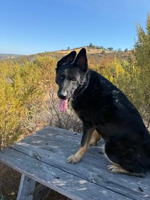 Creed, German Shepherd Dog / Border Collie, senior, available for adoption