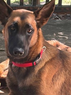 Trinity aka Berry, German Shepherd Dog / Belgian Malinois, available for adoption