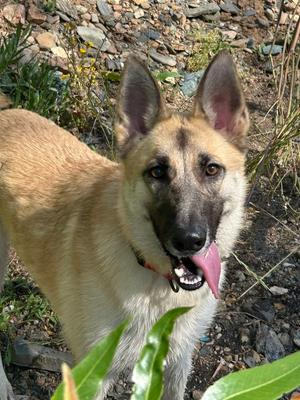Lucy Lou, German Shepherd Dog, young, available for adoption