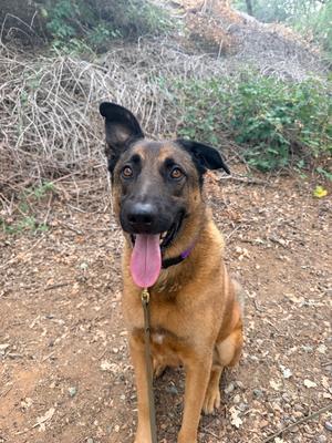 A brown and black dog with a pink tongue sticking out, sitting on a dirt path in a wooded area.