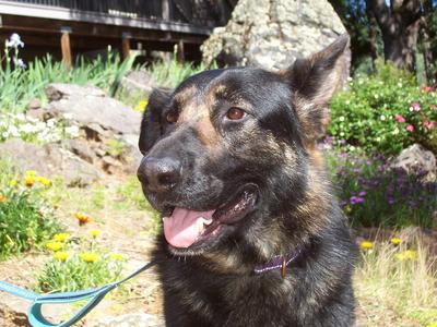 Daisy, German Shepherd Dog, adult, available for adoption