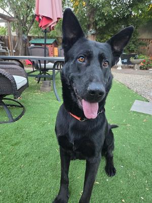 A black dog with pointed ears and a pink tongue standing on artificial grass.