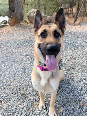 A German Shepherd dog with a pink collar and tongue out, sitting on a gravel surface.