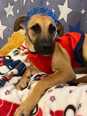Maybelline, Mountain Cur / German Shepherd Dog, young, available for adoption