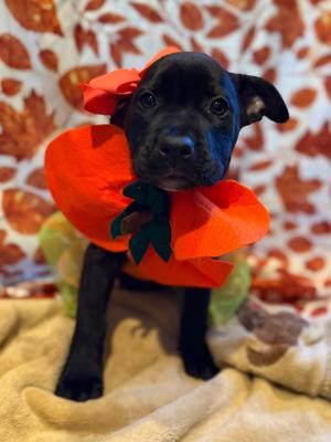Nook, Mixed Breed, puppy, available for adoption