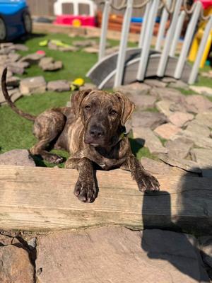 Sly, Plott Hound, puppy, available for adoption