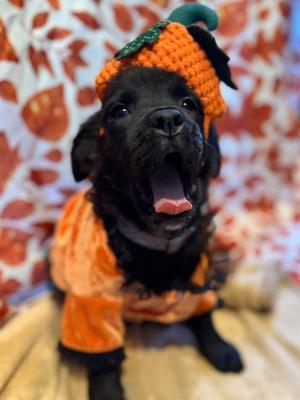 Kindle, Mixed Breed, puppy, available for adoption