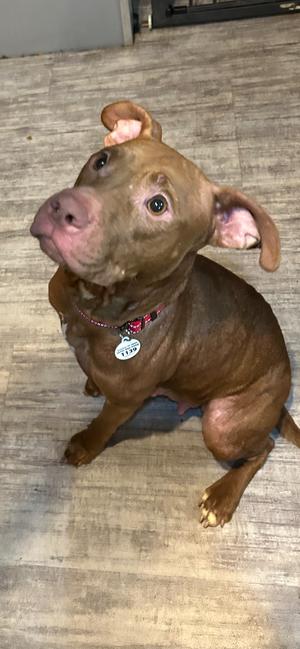 MJ, Pit Bull Terrier / Mixed Breed, adult, available for adoption