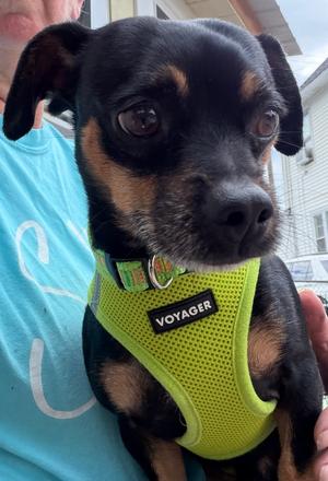 Lucky, Chihuahua / Dachshund, adult, available for adoption