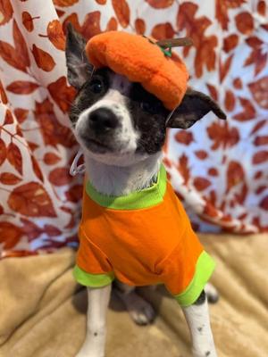 Ruler, Chihuahua, puppy, available for adoption
