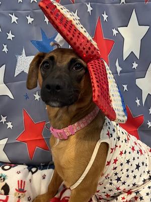 Revlon, Mountain Cur / German Shepherd Dog, young, available for adoption