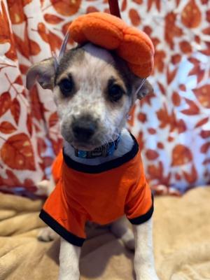 Eraser, Chihuahua, puppy, available for adoption