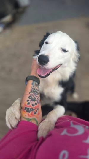 A black and white dog with a pink tongue sticking out, resting its paws on a person's arm with a tattoo on it. The person is wearing a pink shirt.