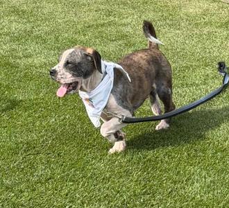 A brindle-colored dog wearing a white bandana is walking on a leash across a grassy lawn.