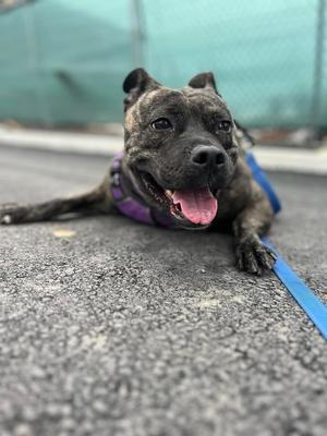 Cardi, Pit Bull Terrier, adult, available for adoption