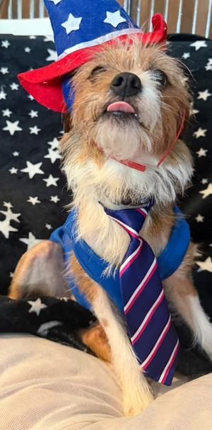 Loofah, Chihuahua / Yorkie, Yorkshire Terrie, adult, available for adoption
