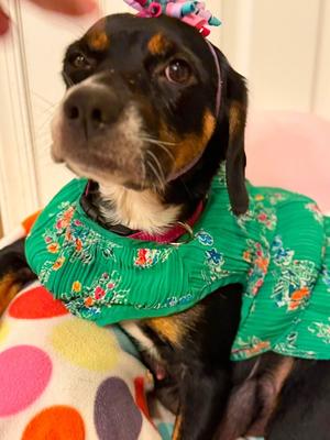 Bailey, Hound (Unknown Type), young, available for adoption