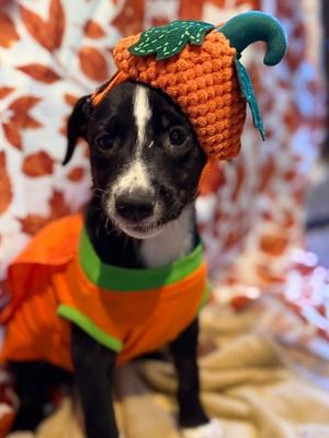 Razor, Mixed Breed, puppy, available for adoption