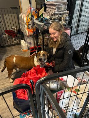 Oscar, American Pit Bull Terrier, available for adoption