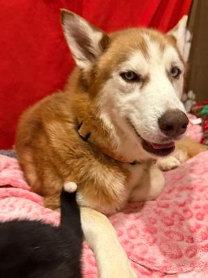 Penny, Husky, adult, available for adoption