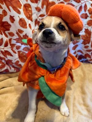 Pencil, Chihuahua, puppy, available for adoption