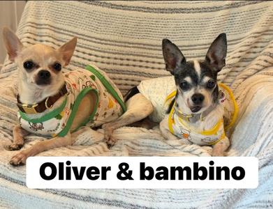 Bambino, Chihuahua, senior, available for adoption