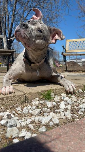 Aja, Pit Bull Terrier, adult, available for adoption