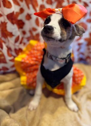 Crayon, Chihuahua, puppy, available for adoption