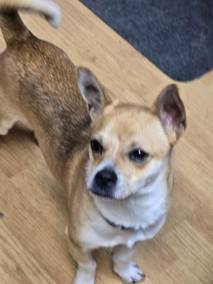 A small tan and white chihuahua mix dog stands on a wooden floor, looking to the side.