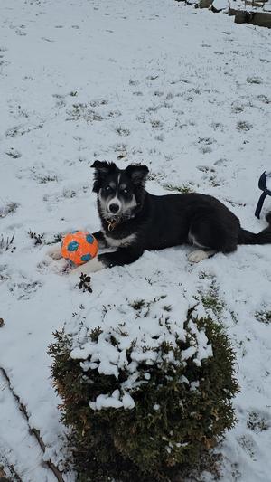 Camilo, Husky, puppy, available for adoption