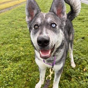 Odesza, Husky, adult, available for adoption