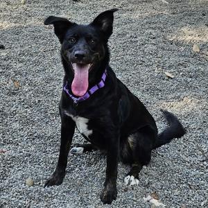 Gypsy, Collie, Border, adult, available for adoption