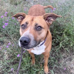 Kahleesi, Terrier, Pit Bull, adult, available for adoption
