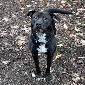 Crowly, Terrier, Pit Bull, adult, available for adoption