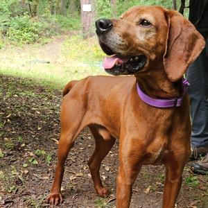 Winston, Vizsla, senior, available for adoption